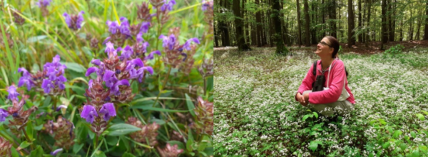 Exkursion gesundes aus der natur